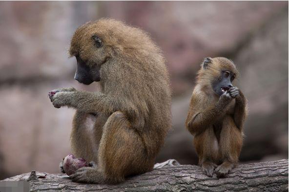 猴子队主帅表态：球队正走好势头的简单介绍