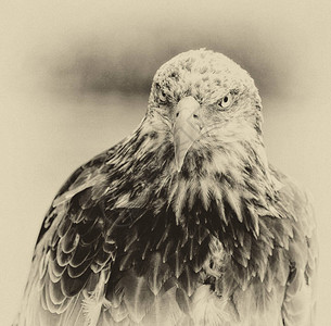 爱游戏官网-非洲雄鹰夺得区域赛冠军，实力强劲令人惊叹